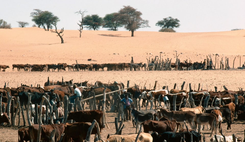 Viele Kühe in Gehegen, dahinter Wüste.