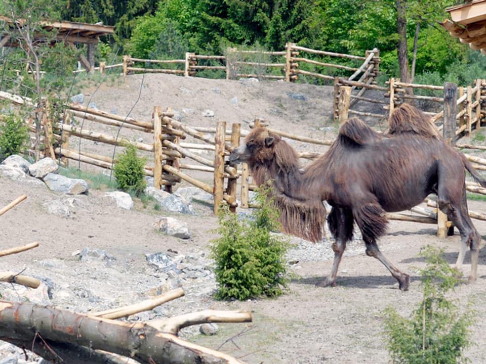 Mongolische Steppe im Zürcher Zoo
