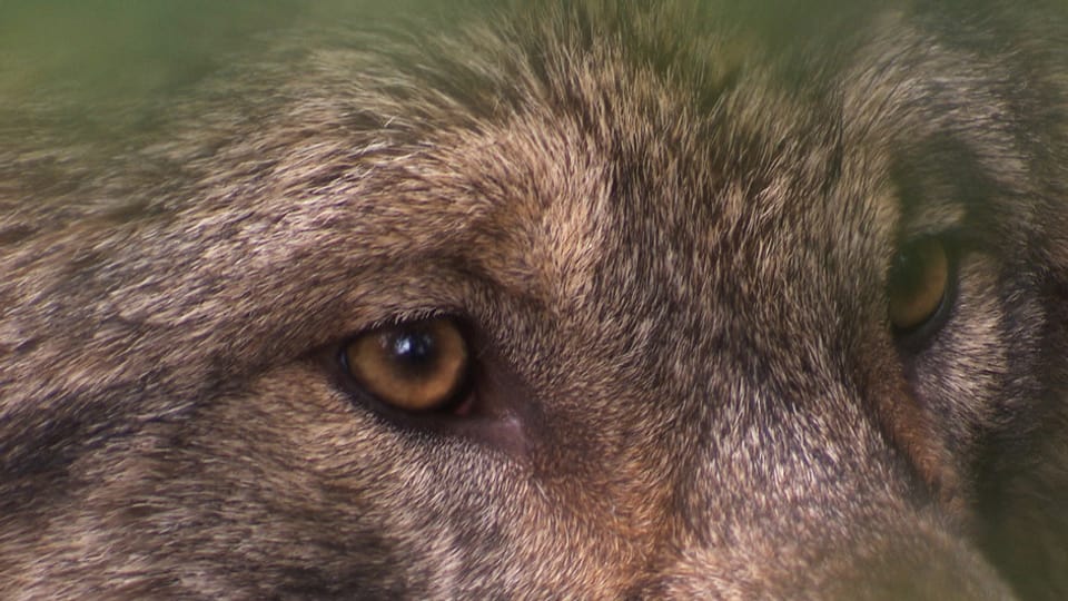 Der Wolf ist in der Schweiz von den Stammtischen bis in nationale Parlament ein hoch emotionales Thema.