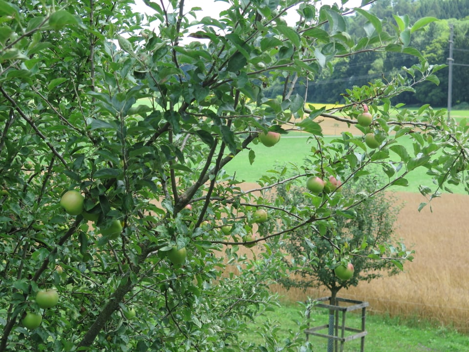 Apfelbaum.