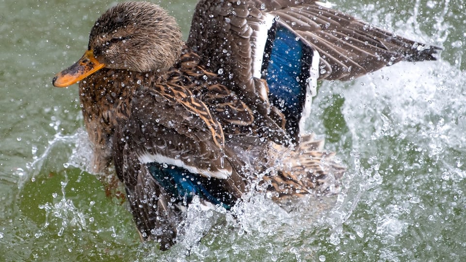 A duck preens its feathers in the Nymphenburg Canal (Munich) (symbolic image).
