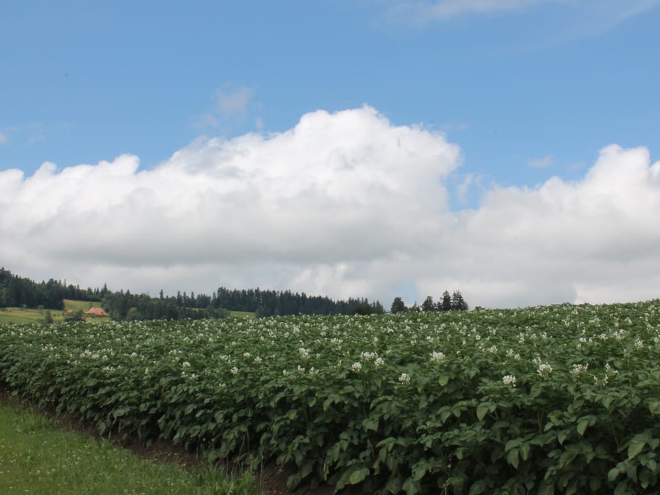 Über einem Kartoffelfeld ist blauer Himmel sowie Restwolken von der nächtlichen Regenfront zu sehen.