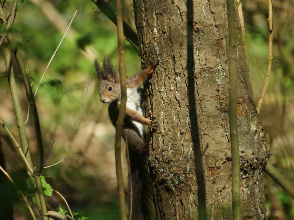 Eichhörnchen schaut von Baumstamm herunter
