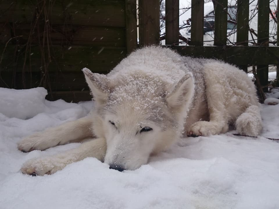 Weisser Hund, der im Schnee liegt. Er sieht aus wie ein Wolf, ein Husky. 