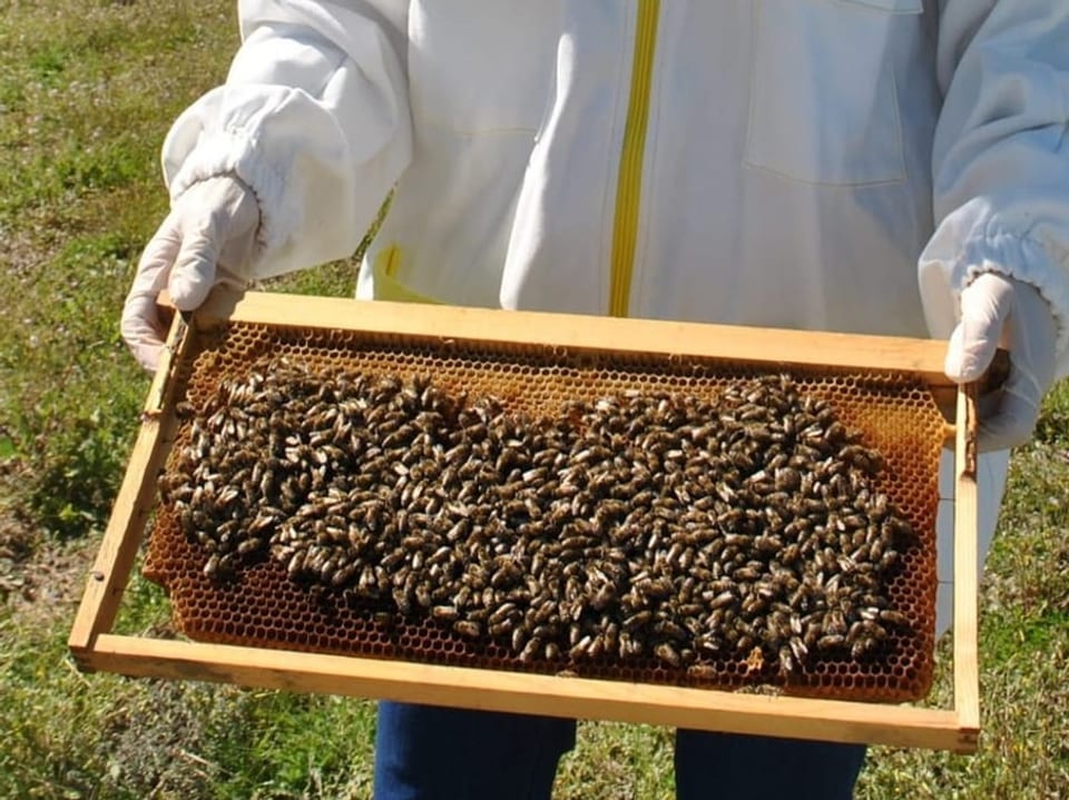 Imker in Schutzanzug hält eine Bienenwabe voller Bienen.