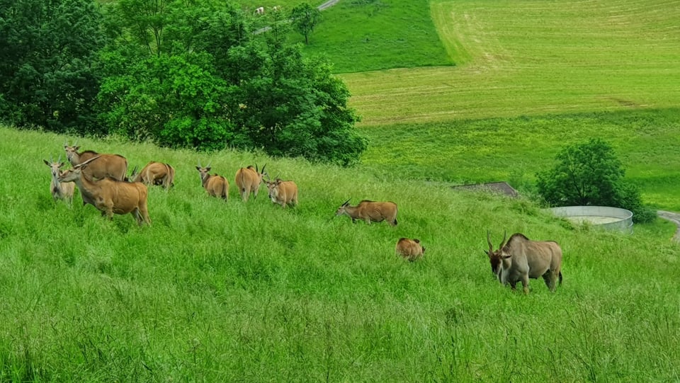 Antilopenherde in hohem Gras.