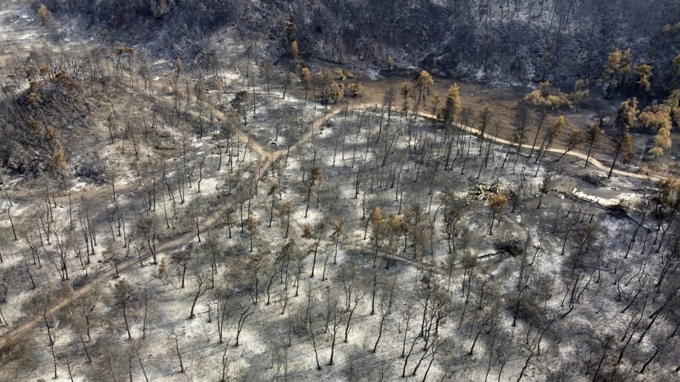 Luftaufnahme auf verbrannte Landschaft mit verkohlten Bäumen.