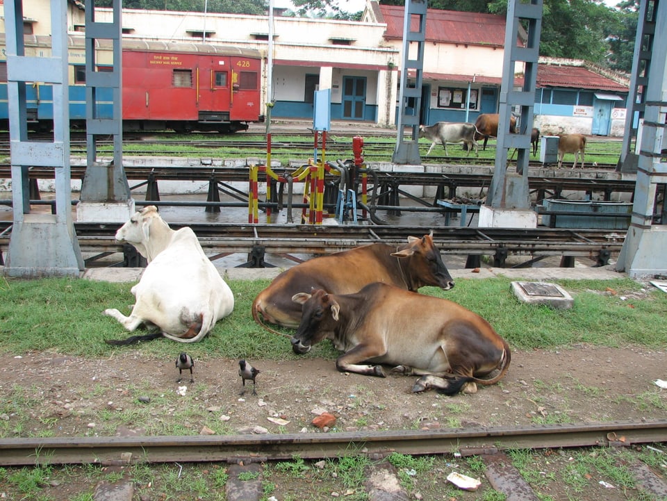 Drei Kühe neben einem Bahngleis.