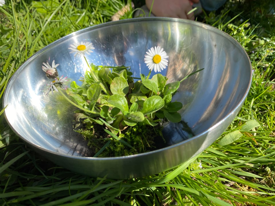 Gänseblümchen in einer Schüssel