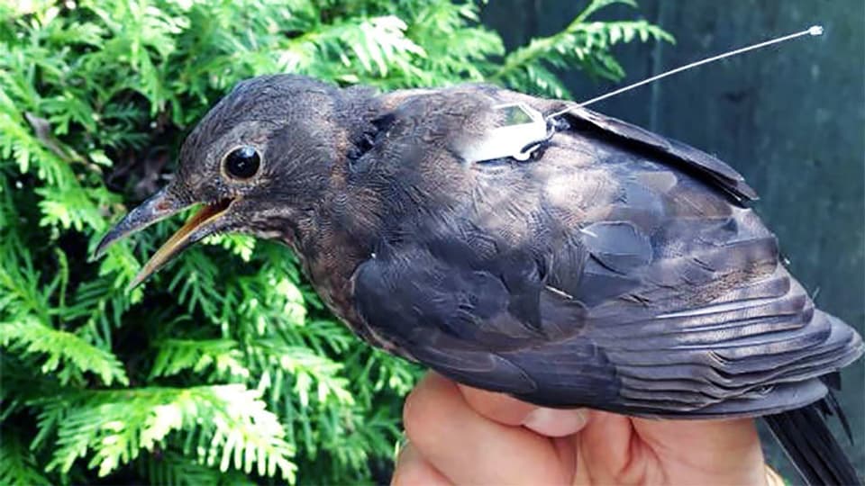 Eine Amsel trägt einen Sensor am Rücken. 