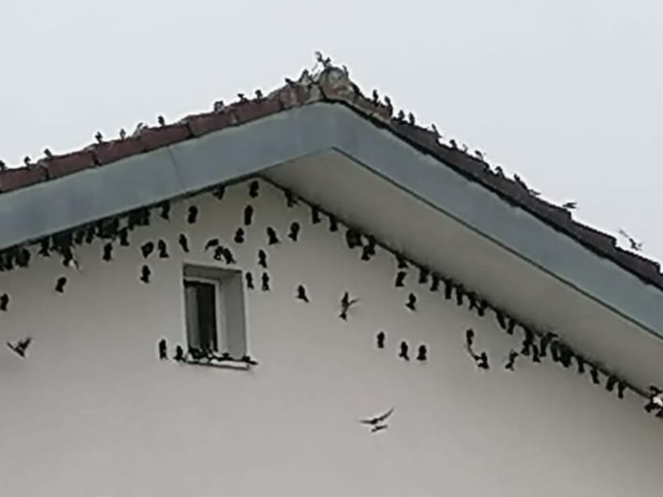 Schwalben suchen sich ein trockenes Plätzchen unter dem Dachvorsprung eines Hauses.