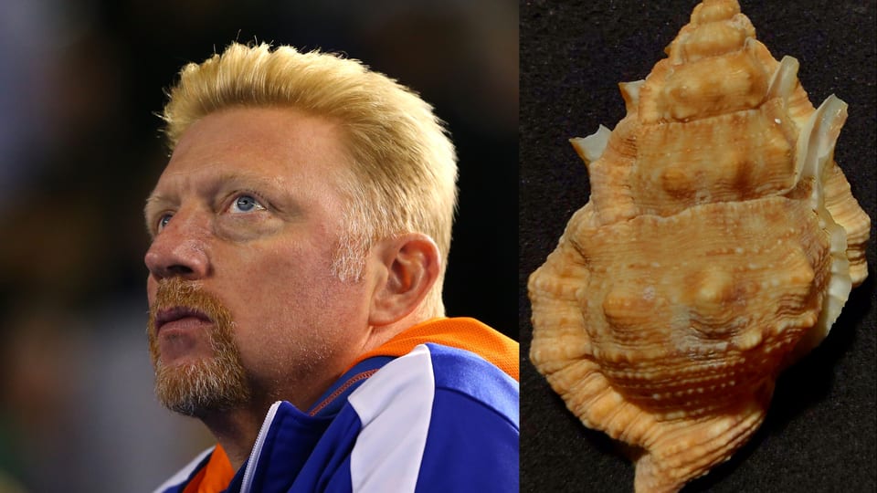Boris Becker und eine orange Meeresschnecke.