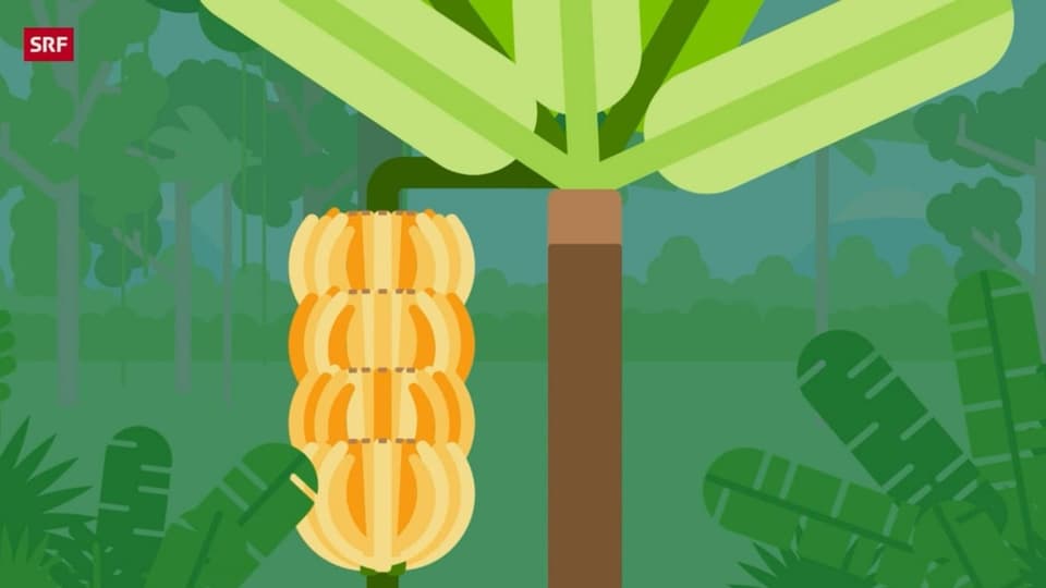 Illustration Bananen an einem Bananenbaum. 