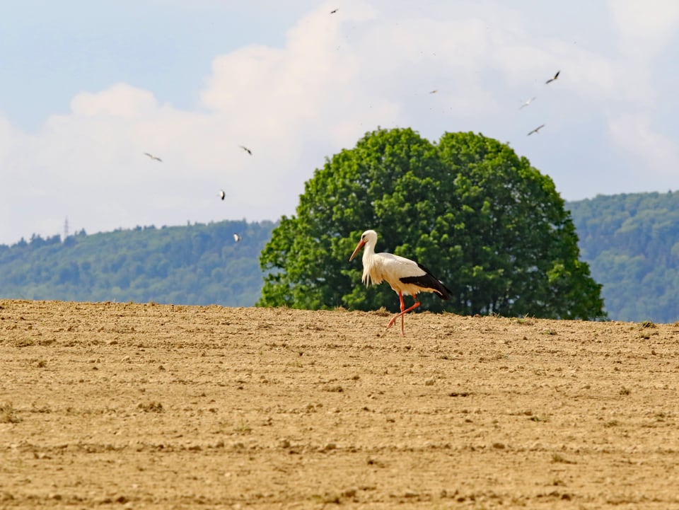 Ein Storch steht in der Mitte eines frisch gepflügten Ackers. Im Hintergrund liegt Wald, kleinere Vögel steigen empor.