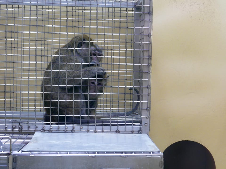 Zwei Affen in einem Käfig