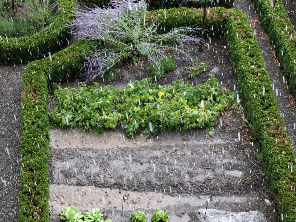 Regentropfen in einem Gartenbeet