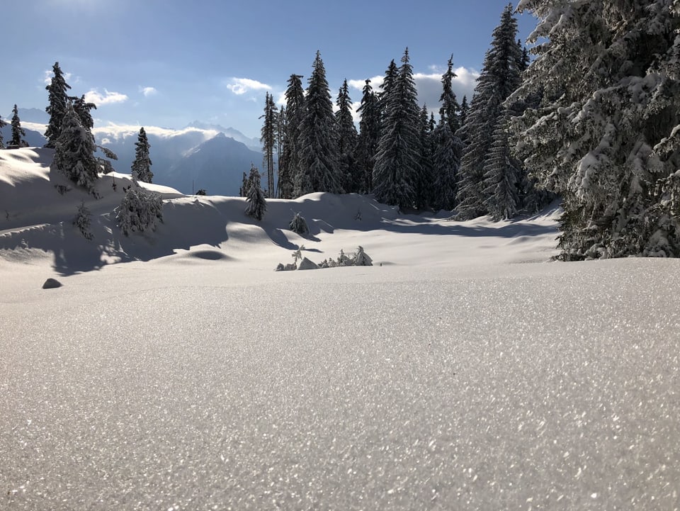 Schneelandschaft mit Tannen bei Sonnenschein.