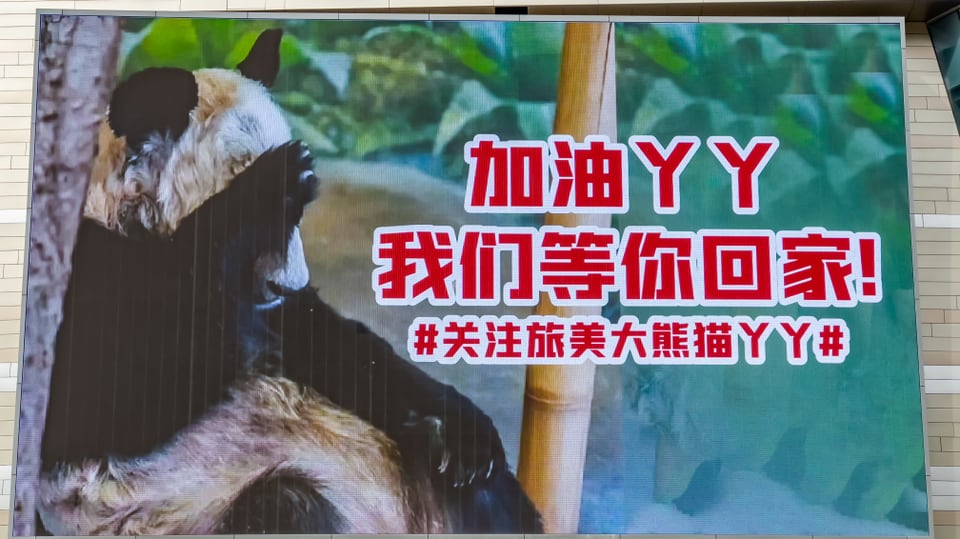 Ein Plakat mit Foto eines zerzausten Pandas, der links an einem Baum lehnt, darüber rote, chinesische Zeichen.