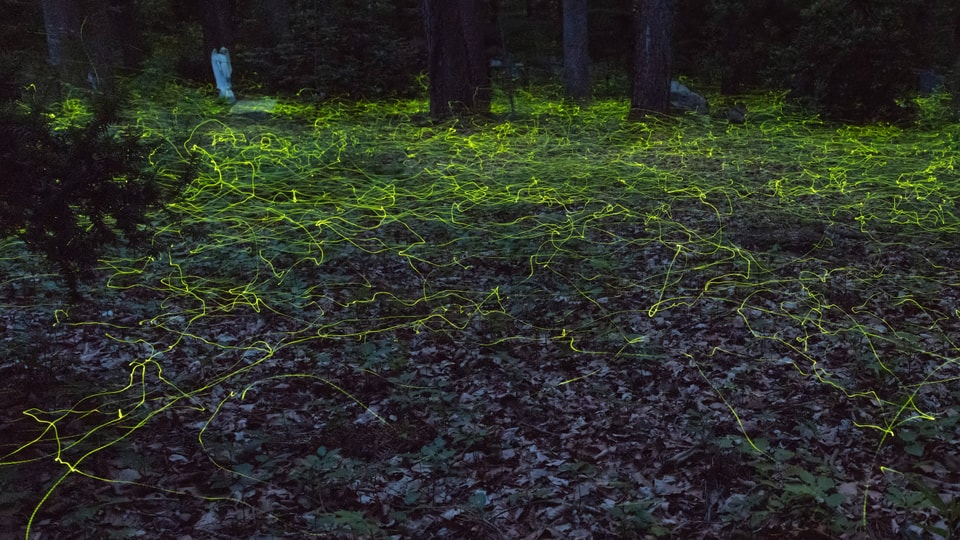 Nachtaufnahme von umherschwirrenden Glühwürmchen.