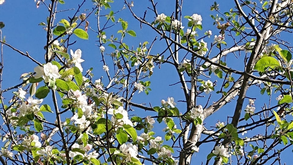 Apfelbaum in Blüte am 13.Oktober 23 
