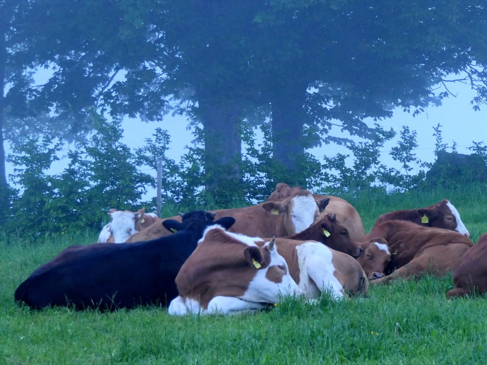 5 Kühe liegen im Gras, der Himmel ist grau und diffus. 