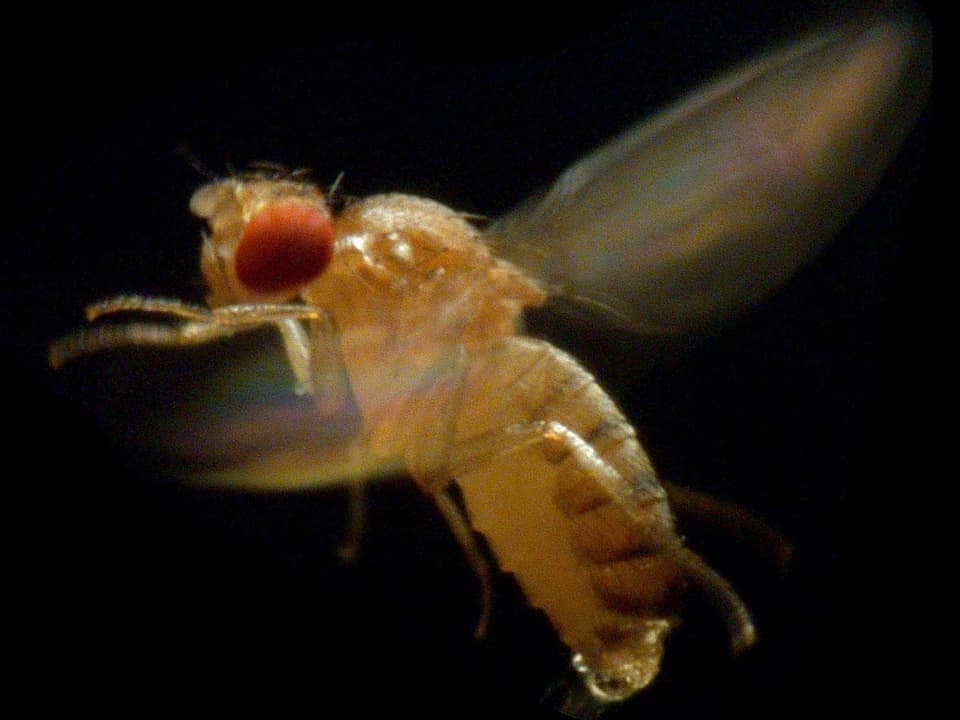 Eine Fruchtfliege Drosophila melanogaster.