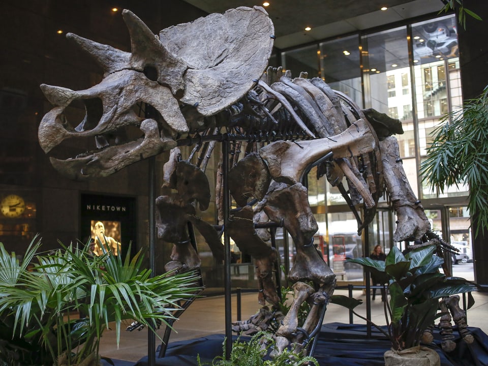 Das Skelett eines Chasmosaurus.