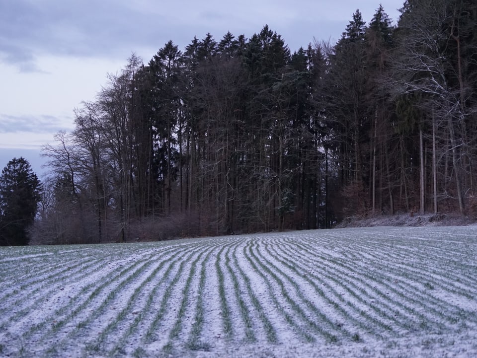Schneebedeckte Felder, hinten ein Wald.