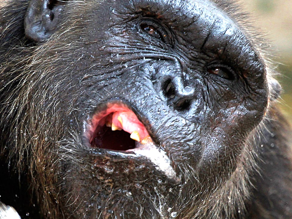 Nahaufnahme eines Schimpansen mit Wasser im Mundwinkel.