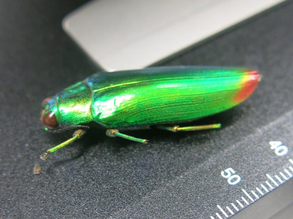 Ein grüner Käfer in Nahaufnahme.