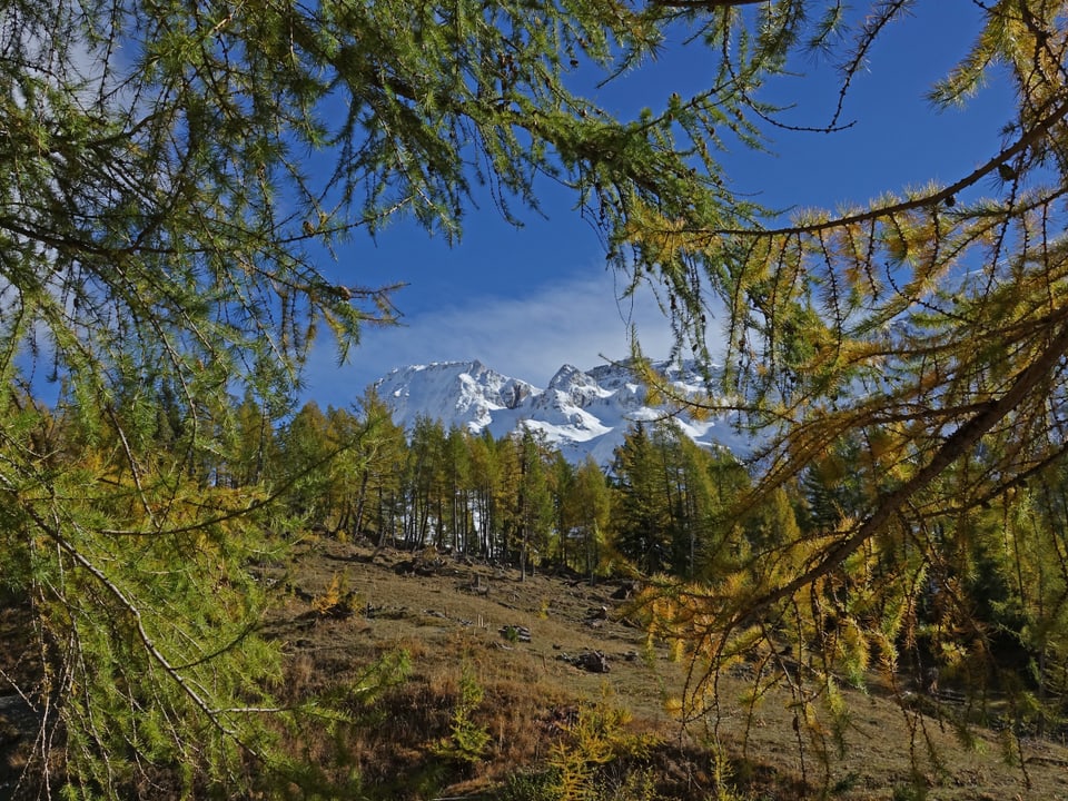 Gelbe und grüne Lärchen. Blick auf Schneeberge in den Alpen, blauer Himmel. 