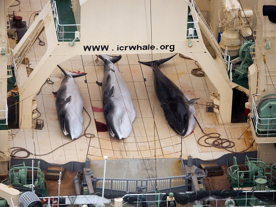 Drei tote Zwergwale von Nahem, die Tiere liegen auf Deck eines Schiffes. 