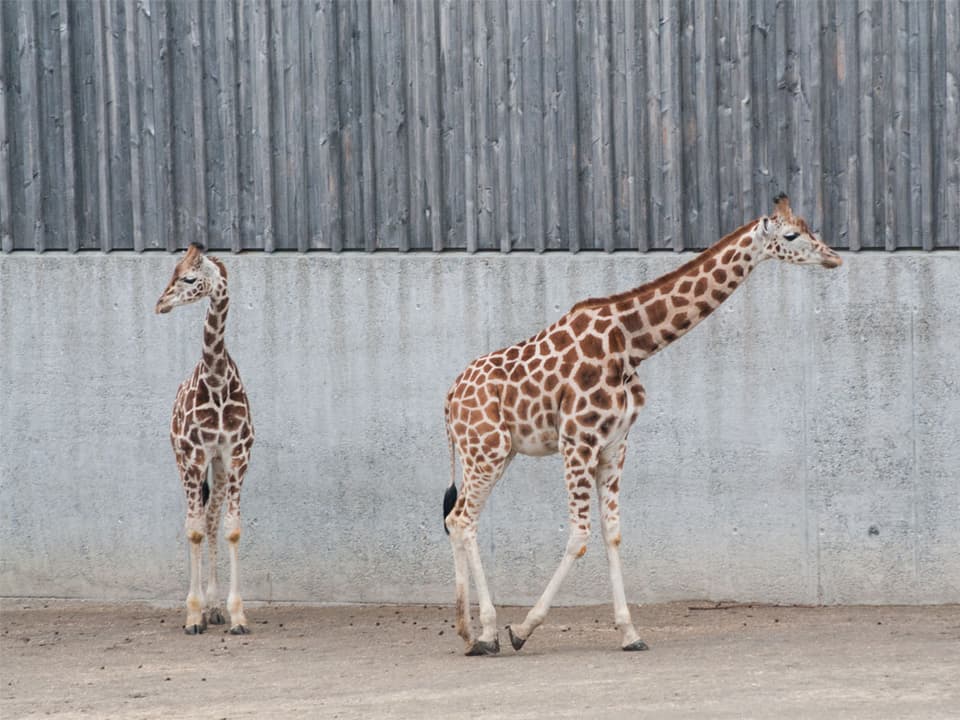 Umgeben von besonders hohen Zäunen: Die Knie-Giraffen.