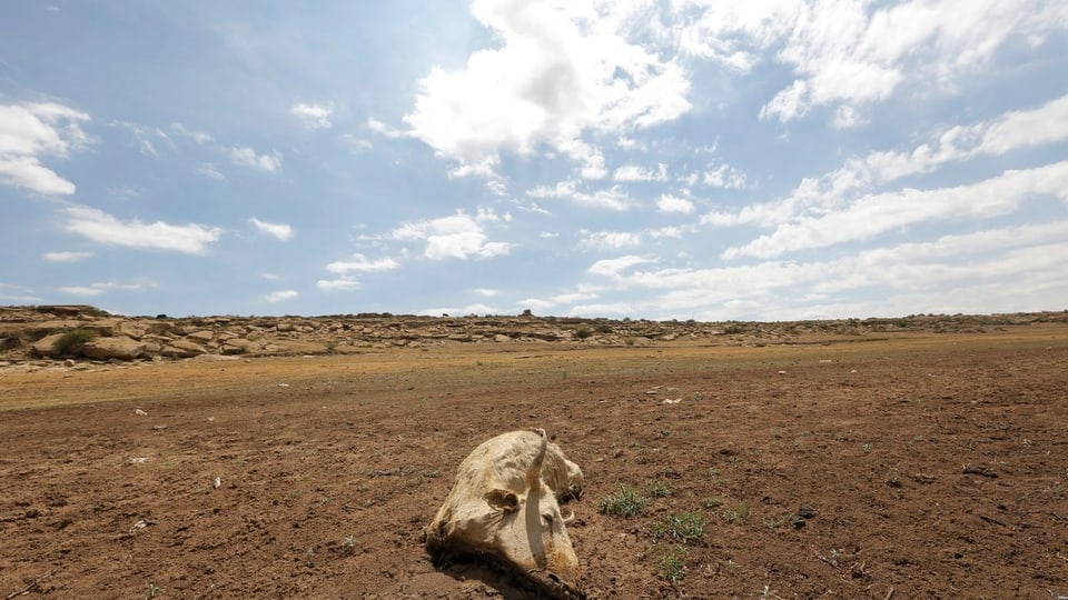 Dürre am Horn von Afrika
