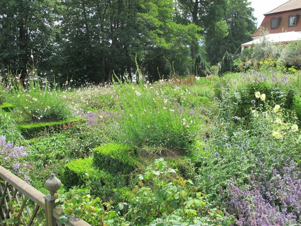 Ein grüner, ein wenig wilder Garten mit violetten Blümchen.