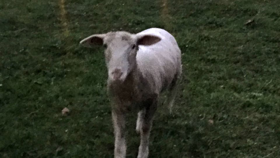 In Zürich führte ihn die Zufalls-App auch zu diesem Schaf auf einer Wiese ausserhalb der Stadt. 