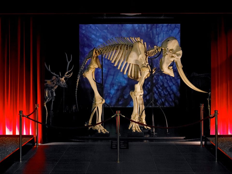 Das Skelett des Elefanten im Museum.