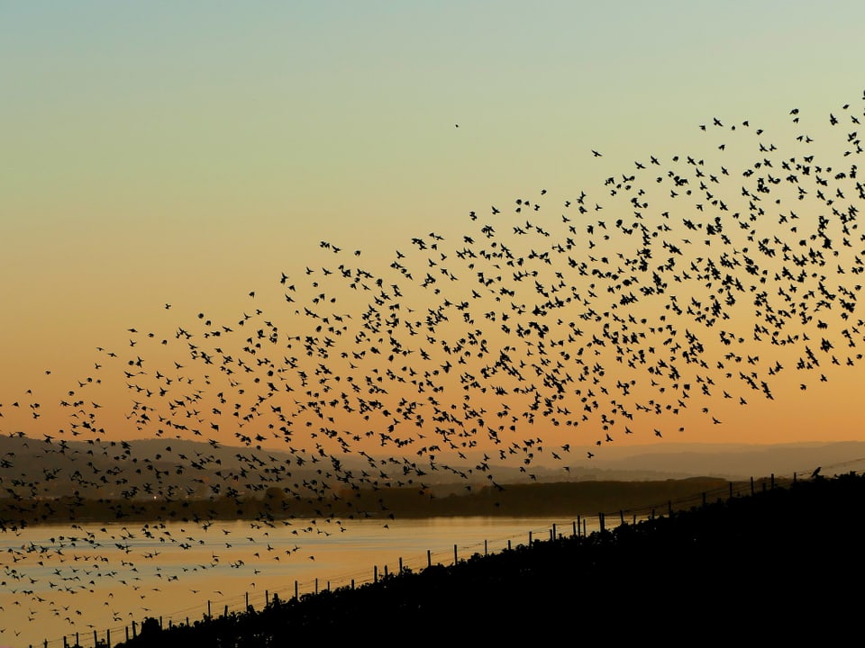 Vogelschwarm über See.