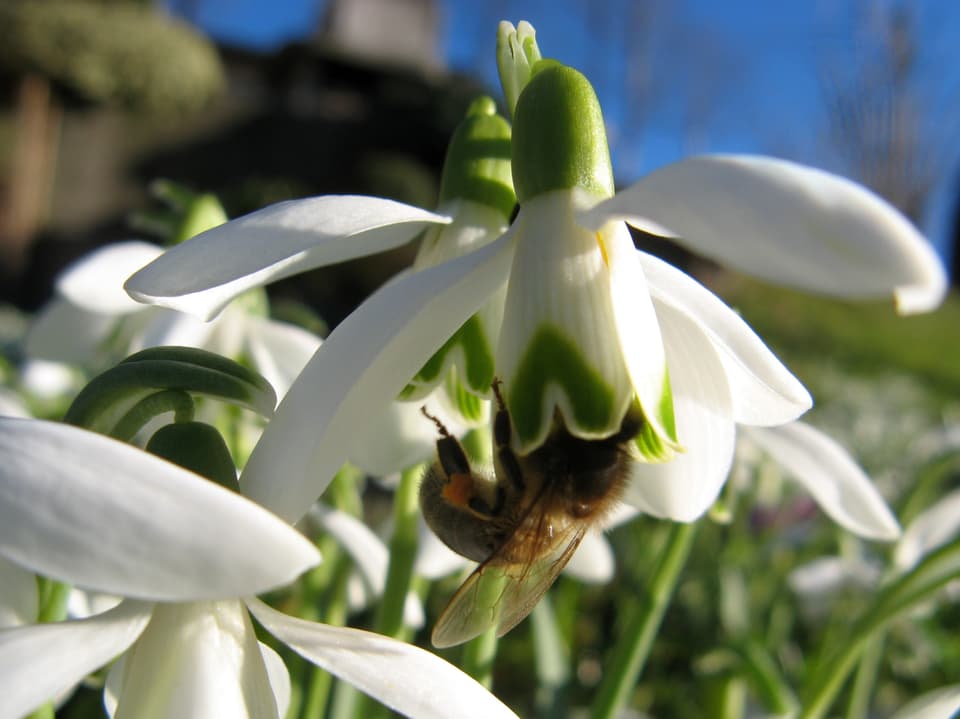 Eine Biene sucht im Kelch eines Schneeglöckchens nach Nahrung.