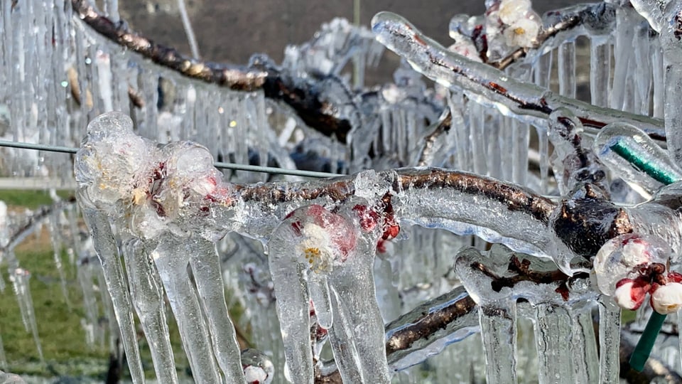 Eisüberzogene Blüten