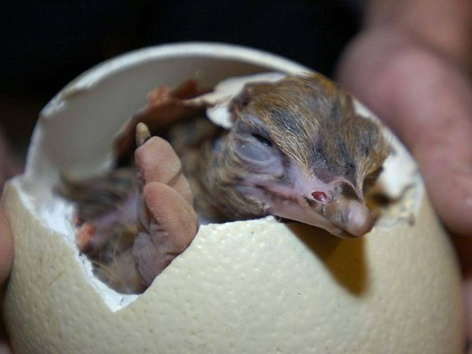 Ein Straussenbaby schlüpft aus einem frisch zerbrochenen Ei.