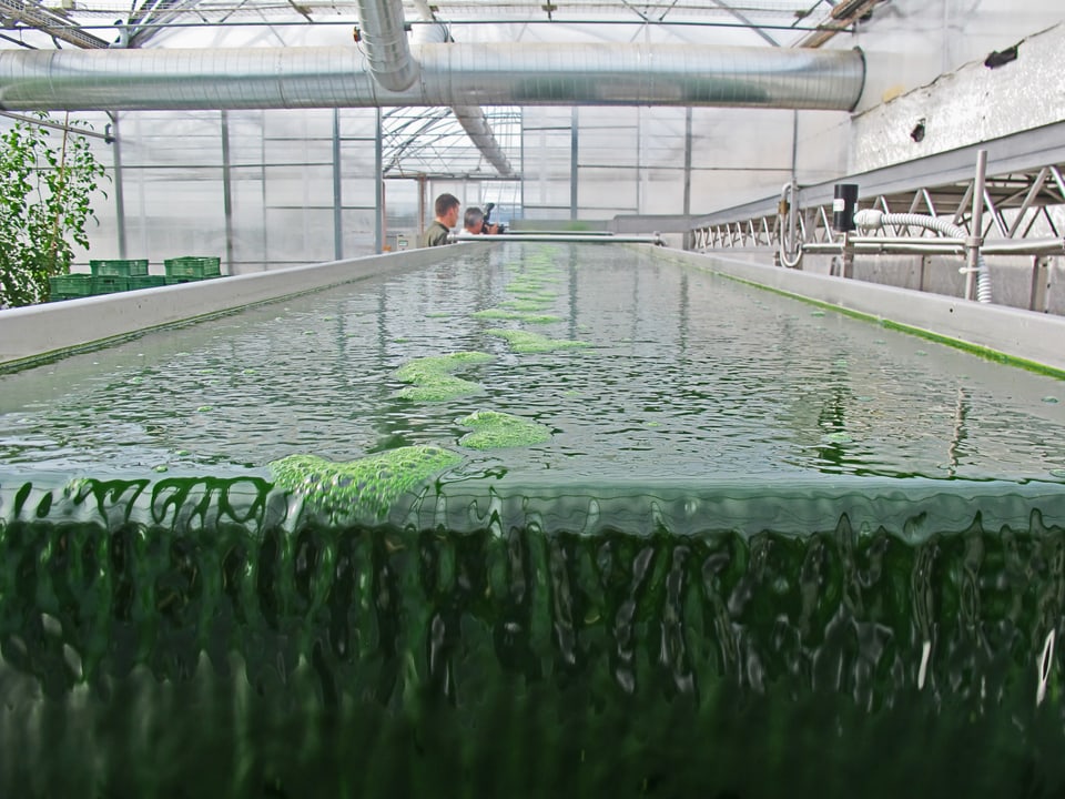 Jadegrün und zukunftsträchtig: der Bioreaktor in Wädenswil.