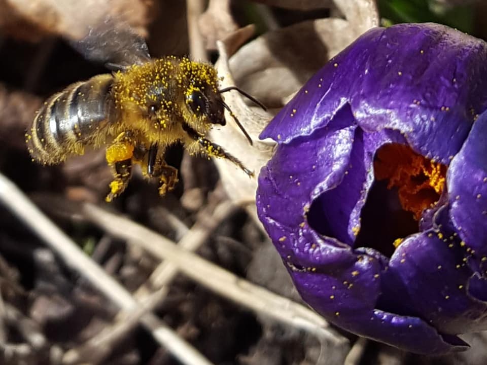 bestäubte Biene vor lila Krokus