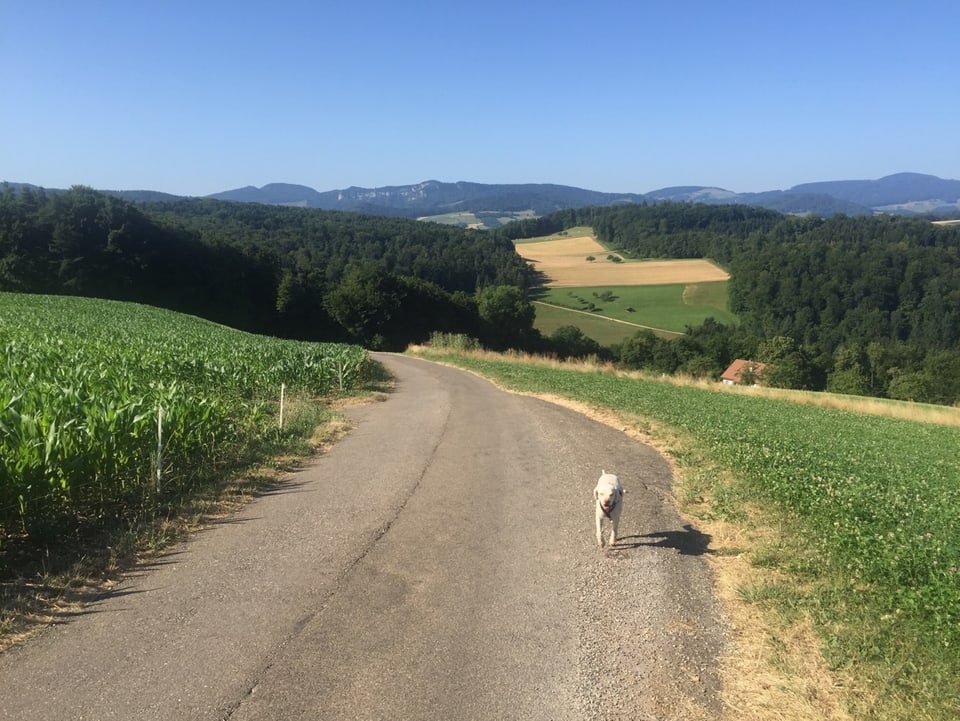 Hund läuft auf einem Weg in schöner Landschaft mit Weitblick.