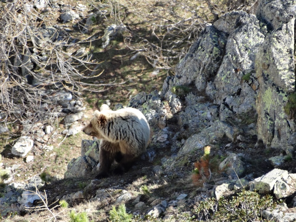 Der Bär steht am Fusse einer Felswand. 