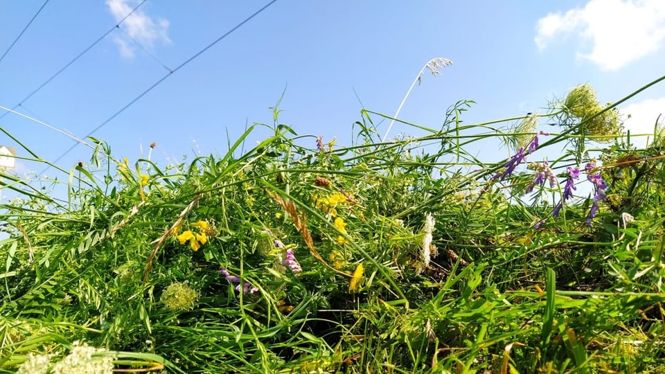 Frisch gemähte Blumenwiese