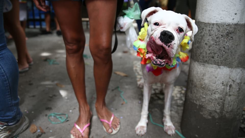Hund in Rio