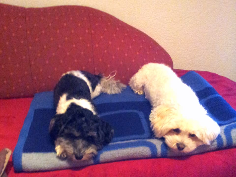 Zwei Hunde liegen auf einer Decke auf dem Sofa.