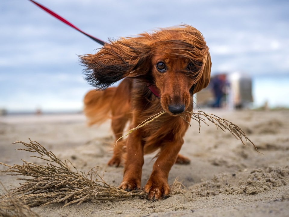 Dachshund blown by the wind.