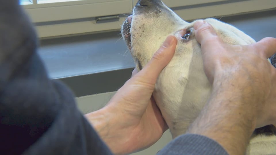 Tierarzt-Behandlungen zum symbolischen Preis